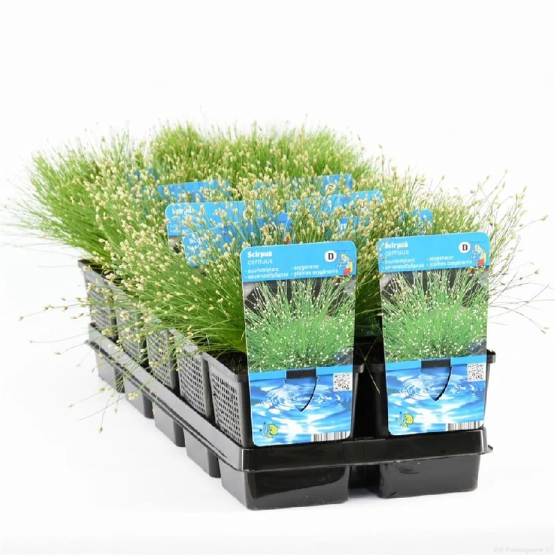 Scirpus cernuus 11 cm kruka