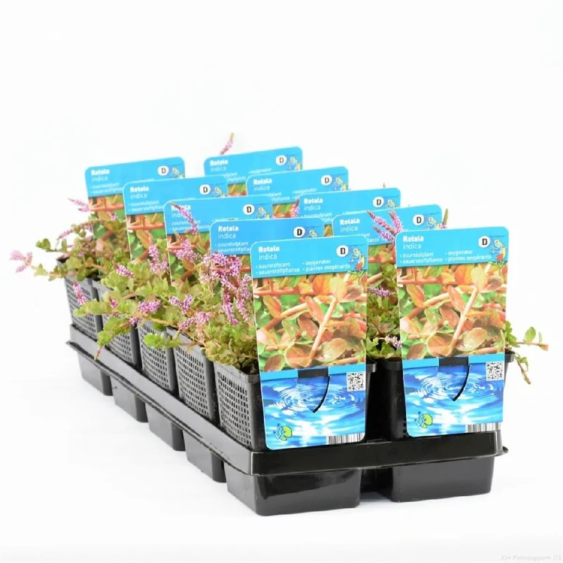 Rotala indica - 11 cm kruka