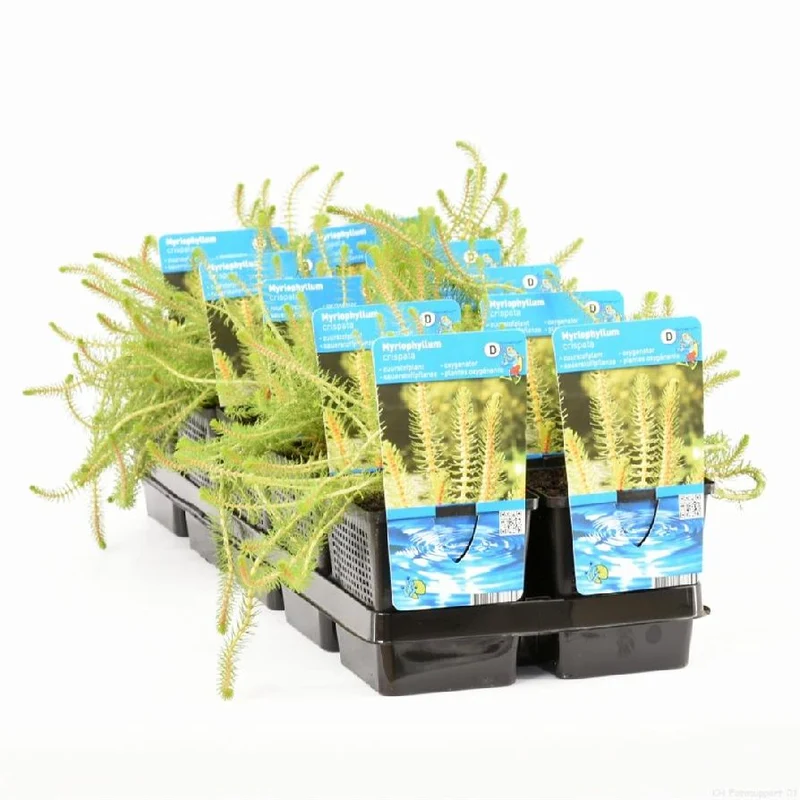Myriophyllum crispata - 11 cm kruka