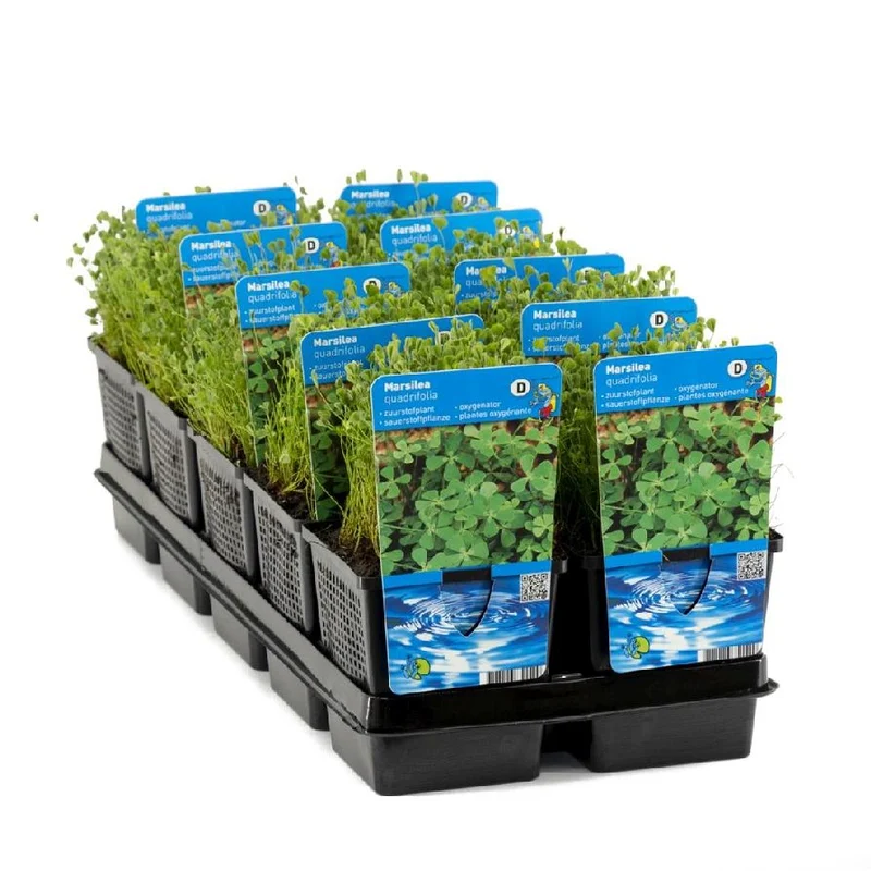 Marsilea quadrifolia 11 cm kruka