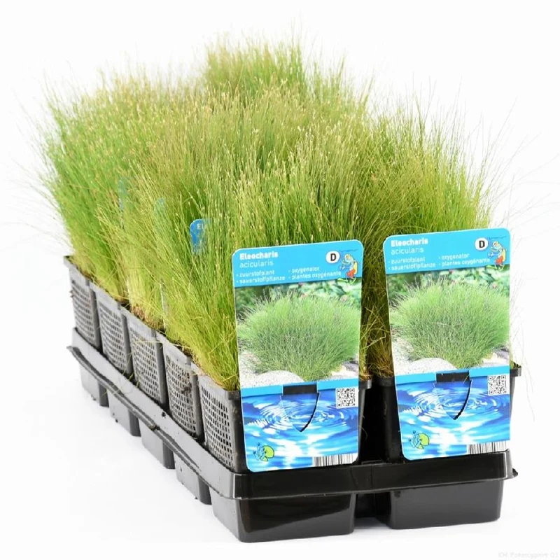 Eleocharis acicularis 11 cm kruka