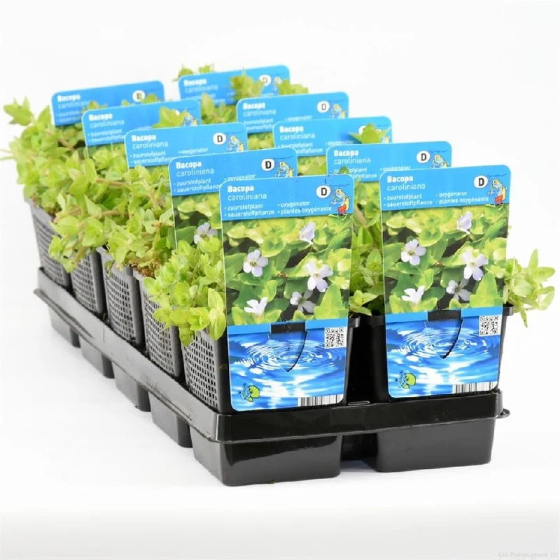 Bacopa caroliniana 11 cm kruka