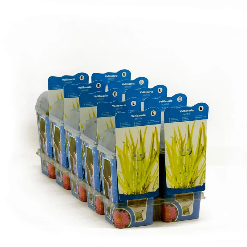 Vallisneria spiralis i plastkruka