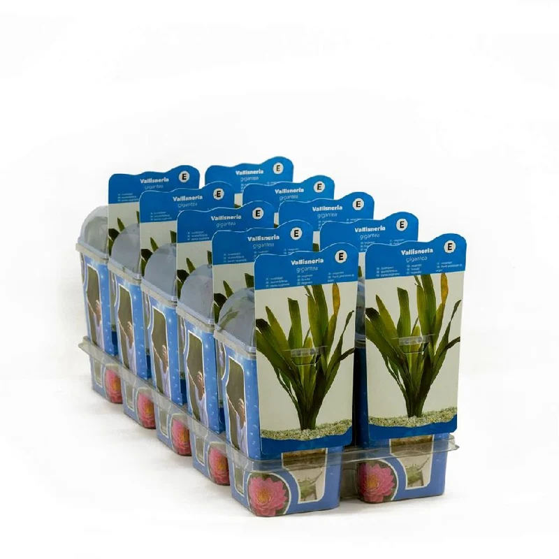 Vallisneria gigantea i plastkruka