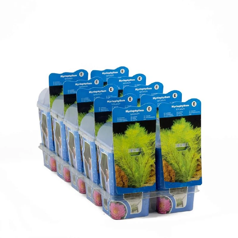 Myriophyllum spicatum (Axslinga) i plastkruka