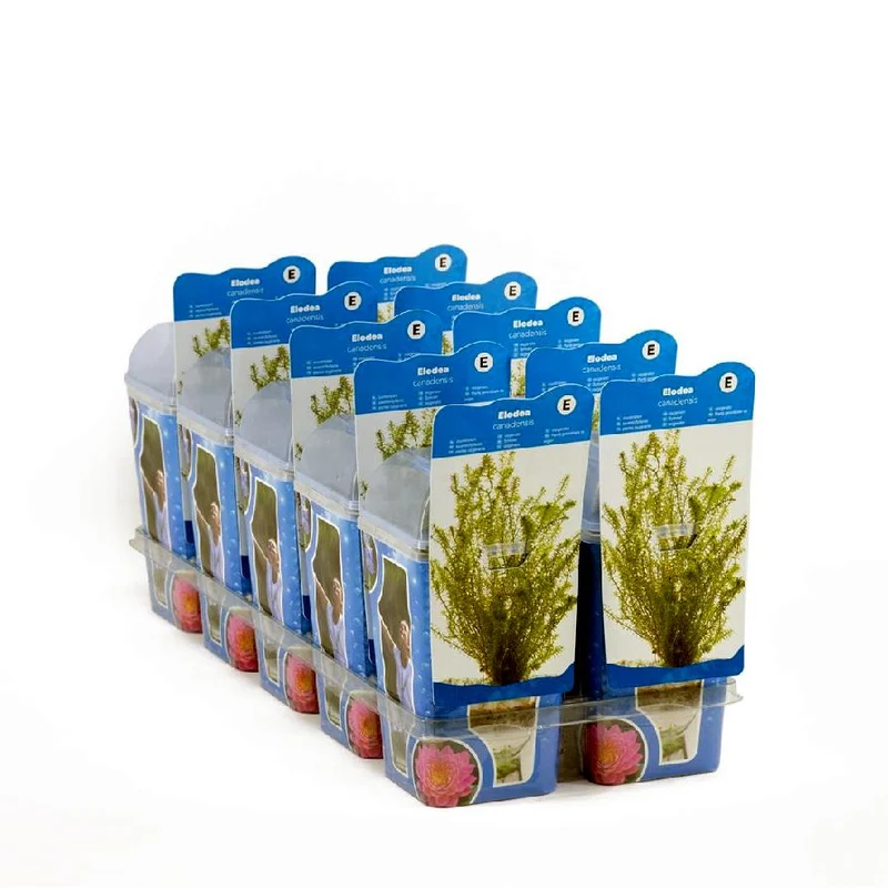 Elodea canadensis i plastkruka