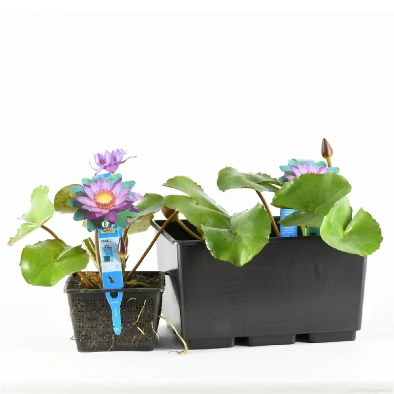 Nymphaea 'King of the Blues' C3 (3 liters kruka)