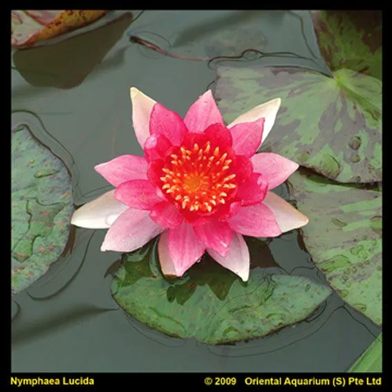 Nymphaea 'Laydekeri Lilacea' C3 (3 liters kruka)
