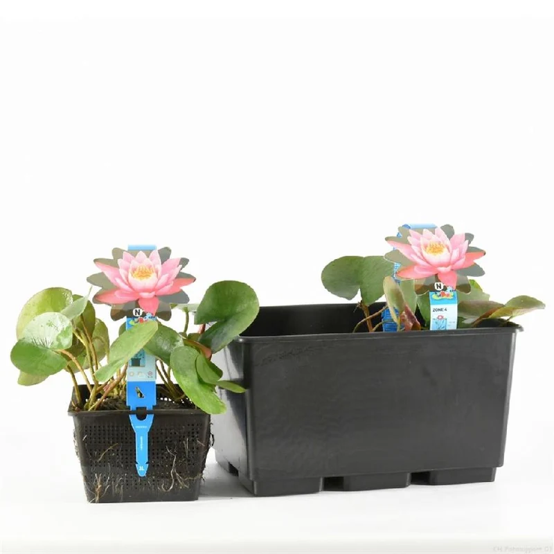 Nymphaea 'Firecrest' C3 (3 liters kruka)