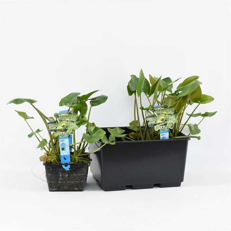 Nuphar lutea - C3 (3 liters kruka)