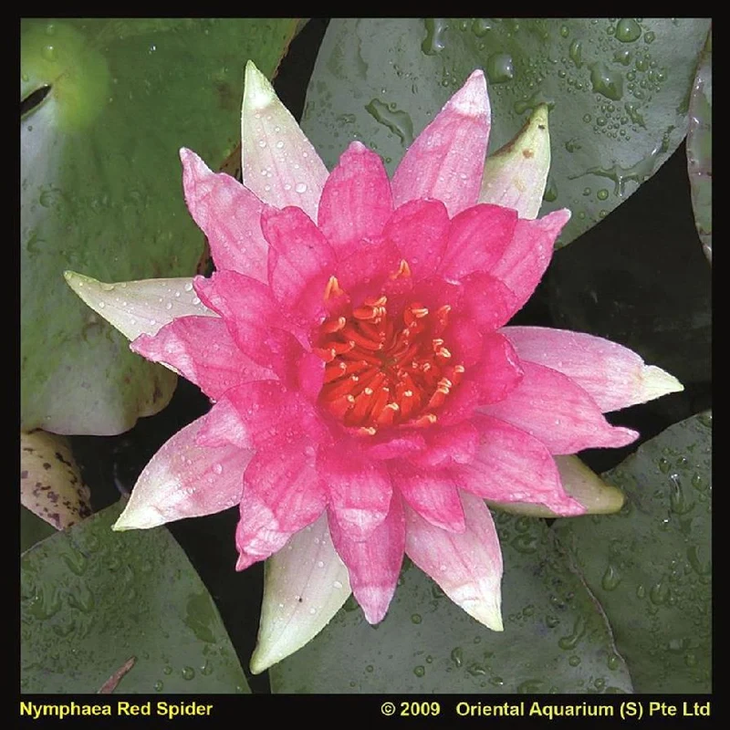 Nymphaea 'Red Spider' C3 (3 liters kruka) / 19 cm kruka