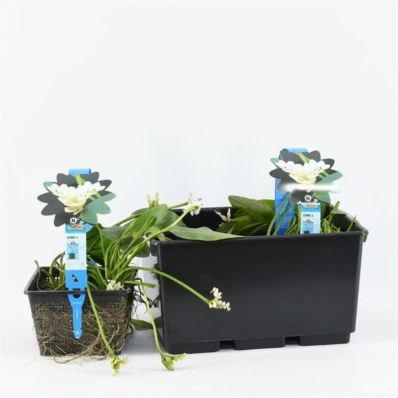Aponogeton distachyos C3 (3 liters kruka / 19 cm kruka)