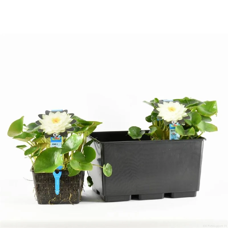 Nymphaea 'Gonnere' C3 (3 liters kruka) / 19 cm kruka