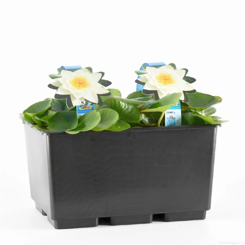 Nymphaea alba C3 (3 liters kruka) / 19 cm kruka