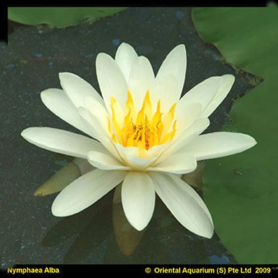 Nymphaea 'Virginalis' C3 (3 liters kruka)
