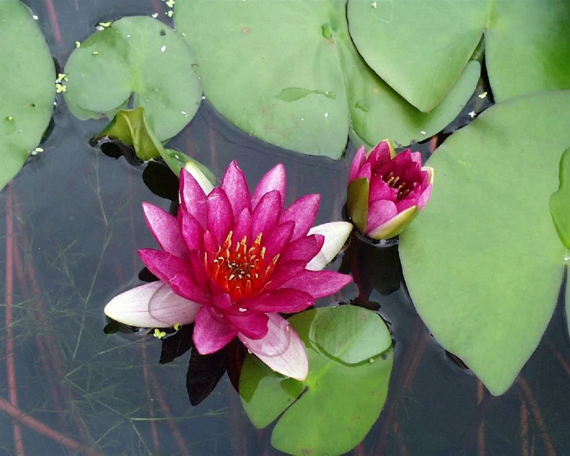 Nymphaea 'Ellisiana' C3 (3 liters kruka)