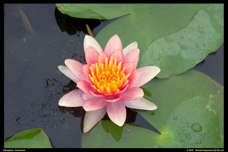 Nymphaea 'Comanche' C3 (3 liters kruka)