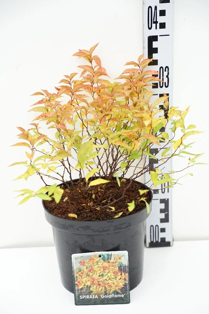 Spiraea japonica 'Goldflame' C3 (3 liters kruka) 25-30 cm