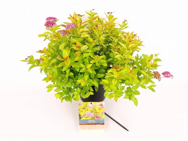 Spiraea japonica 'Golden Princess' C3 (3 liters kruka) 25-30 cm