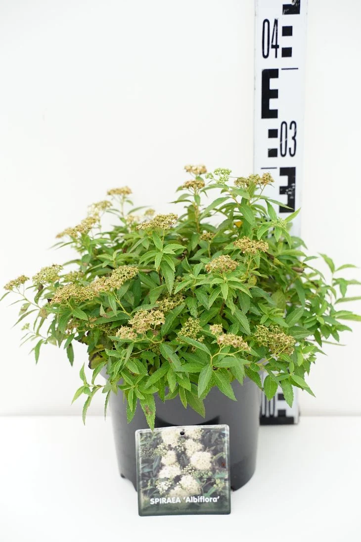 Spiraea japonica 'Albiflora' 25-30 cm, C3 (3 liters kruka)