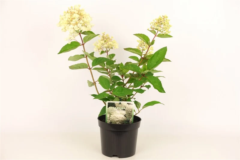 Hydrangea pan. 'Grandiflora' C1,5 (1,5 liters kruka) 20-30 cm