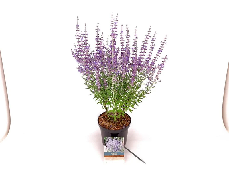 Perovskia atripl. 'Prime Time' C3 (3 liters kruka) / 19 cm kruka 30-40 cm