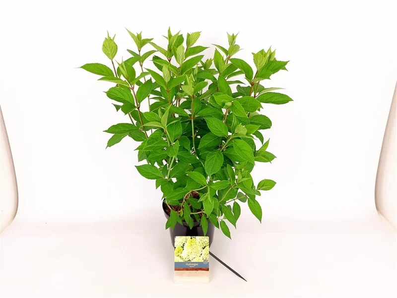 Hydrangea pan. 'Skyfall'® C3 (3 liters kruka) / 19 cm kruka 30-40 cm