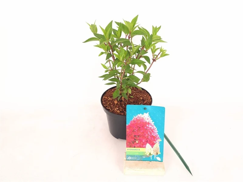 Vipphortensia Hydrangea pan. 'Petite Flori'® C1,5 (1,5 liters kruka) 20-30 cm