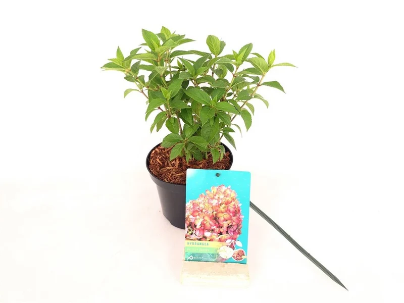 Hydrangea pan. 'Petite Cherry'® C1,5 (1,5 liters kruka) 20-30 cm