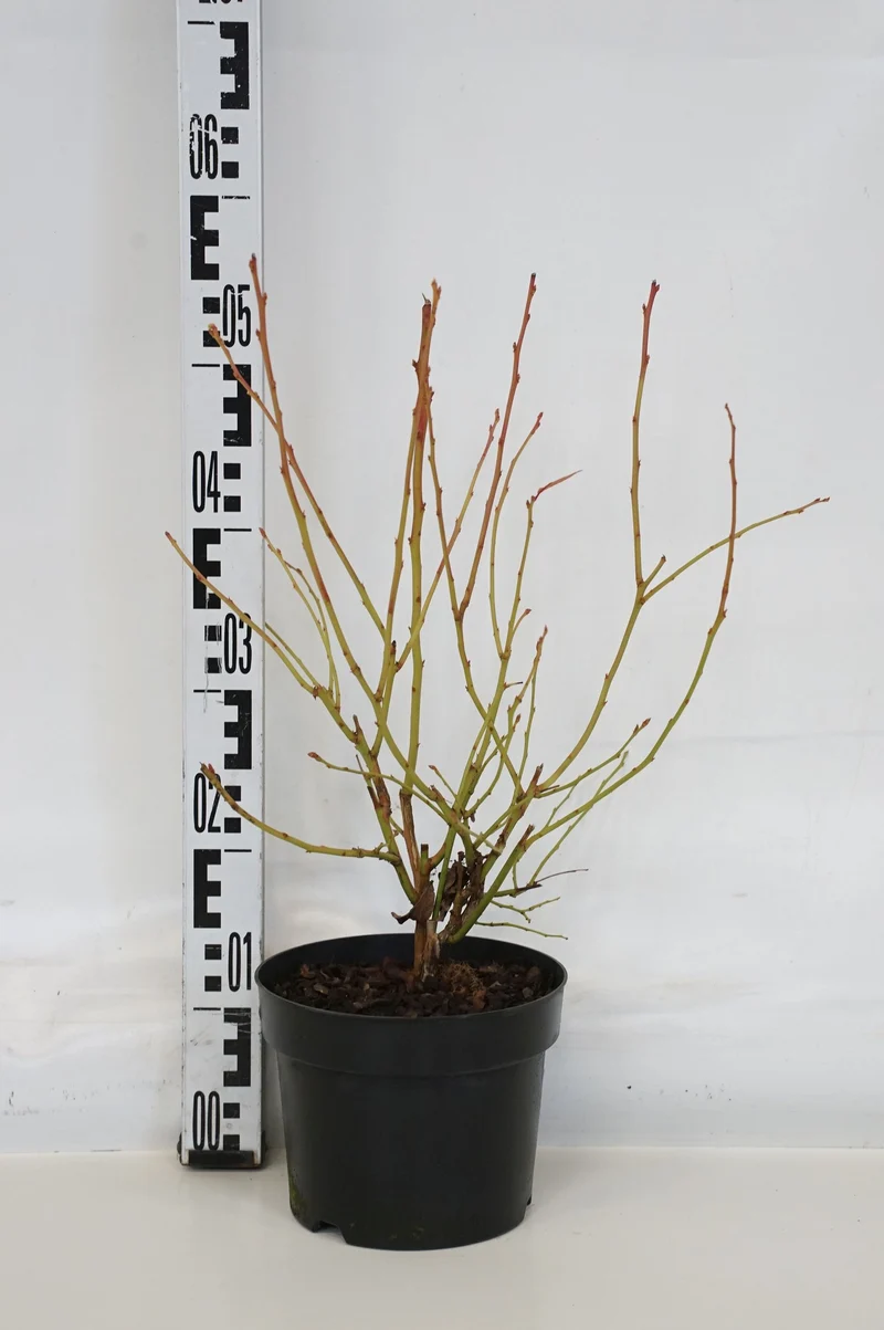 Vaccinium corymbosum 'Jersey' 30-40 cm, C3 (3 liters kruka)