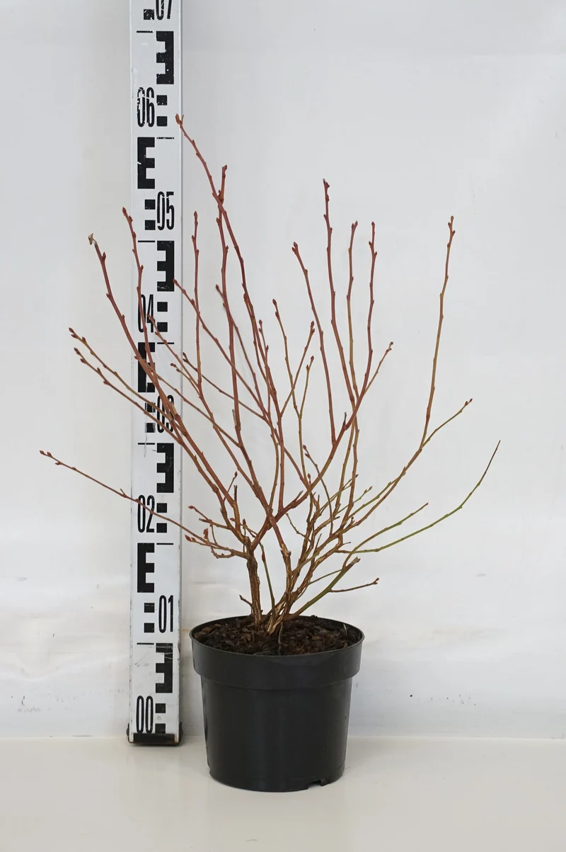 Vaccinium corymbosum 'Reka'® C2 (2 liters kruka) 30-40 cm