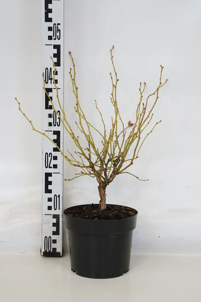 Vaccinium cor. 'Goldtraube 23' C2 (2 liters kruka) 30-40 cm