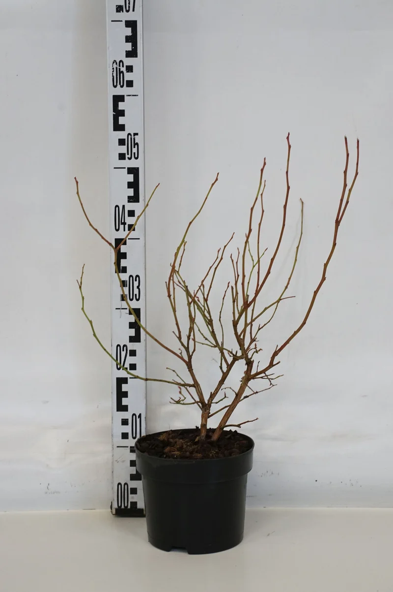 Vaccinium cor. 'Bluecrop' C2 (2 liters kruka) 30-40 cm