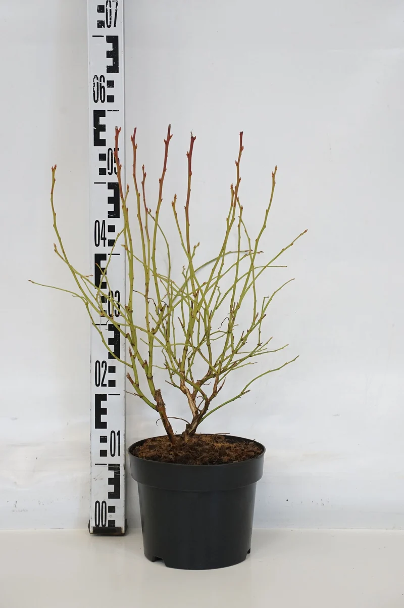 Vaccinium cor. 'Northland' (tidig) C3 (3 liters kruka) 30-40 cm