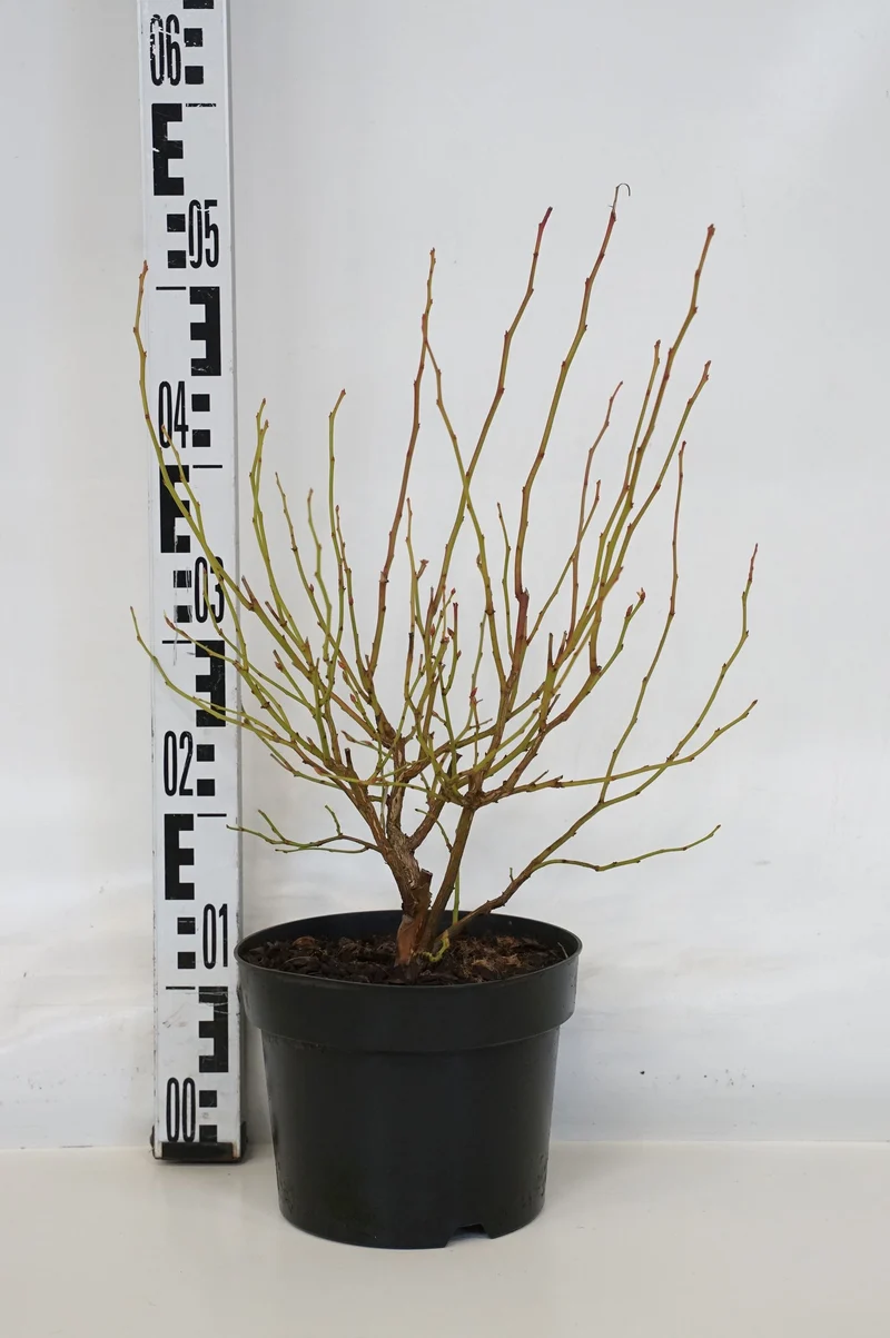 Vaccinium cor. 'Goldtraube 71' C3 (3 liters kruka) 30-40 cm