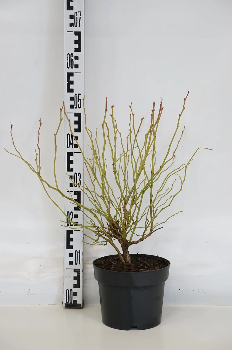 Vaccinium cor. 'Goldtraube 23' C3 (3 liters kruka) 30-40 cm