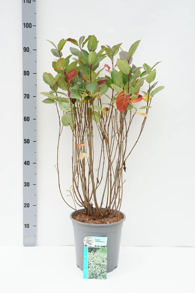 Aronia melanocarpa C7 (7 liters kruka) 50-60 cm