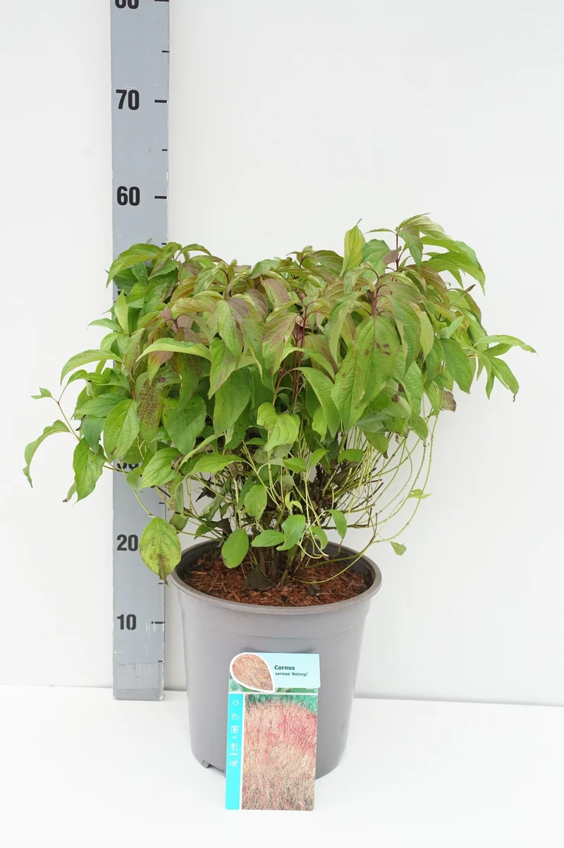 Cornus sericea 'Kelseyi' 30-40 cm, C7 (7 liters kruka)