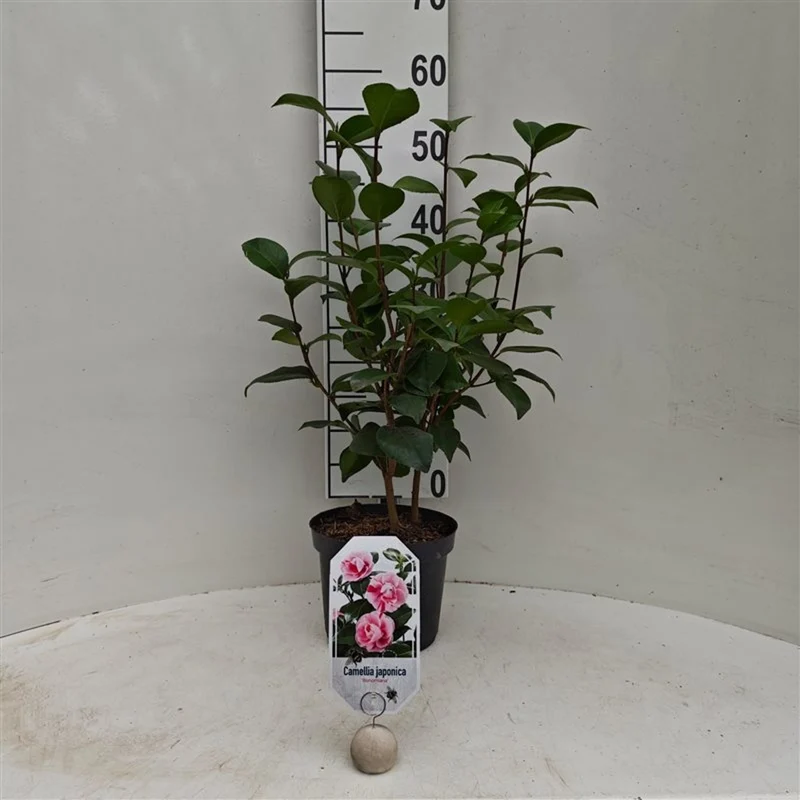 Camellia japonica 'Bonomiana' C3 (3 liters kruka) 40-50 cm
