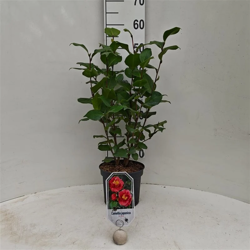 Camellia j. 'Doctor King' C3 (3 liters kruka) / 19 cm kruka 40-50 cm