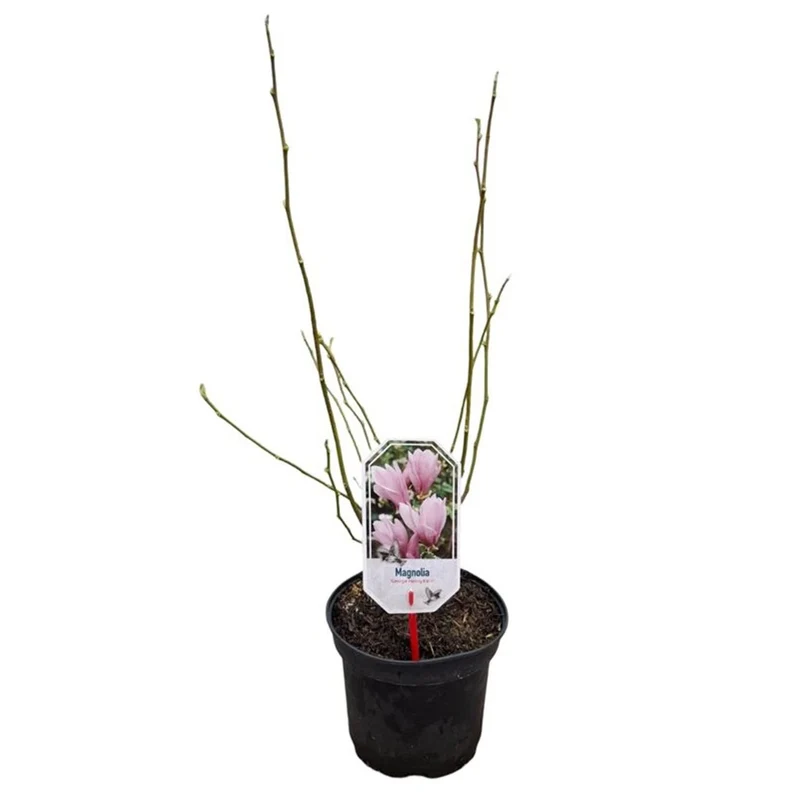 Magnolia 'George Henry Kern' C3 (3 liters kruka) / 19 cm kruka 40-50 cm