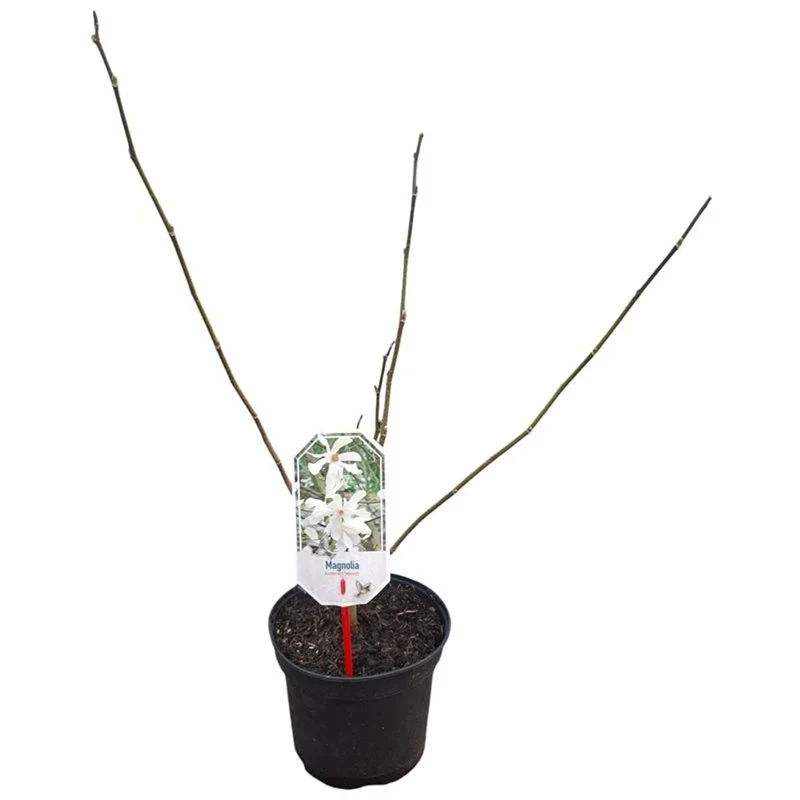 Magnolia loebneri 'Merrill' C3 (3 liters kruka) 40-50 cm