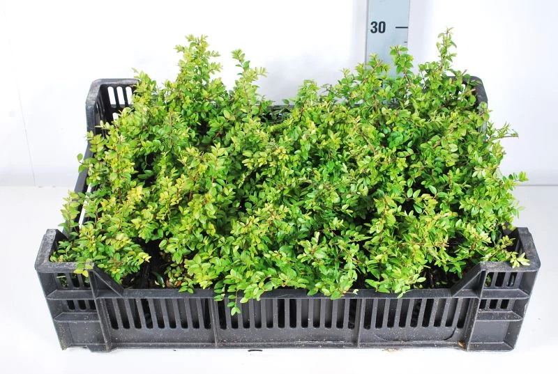 Lonicera nit. 'Maigrun' 9 cm kruka
