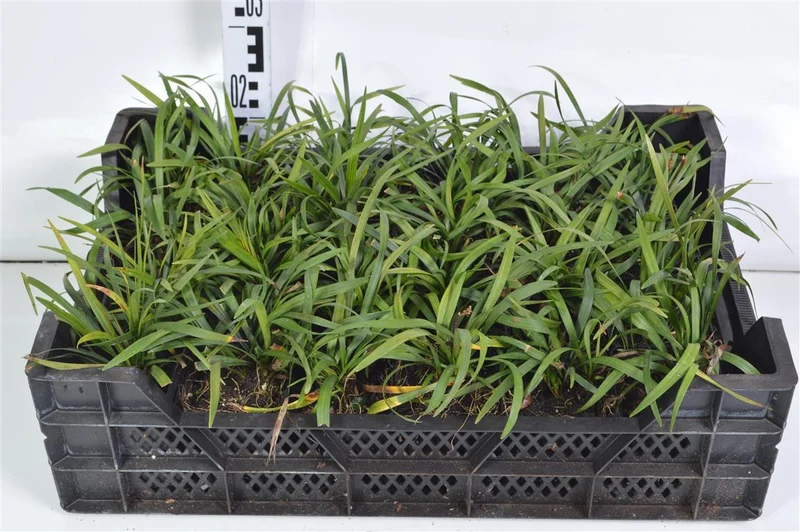 Liriope muscari 'Moneymaker' 9 cm kruka