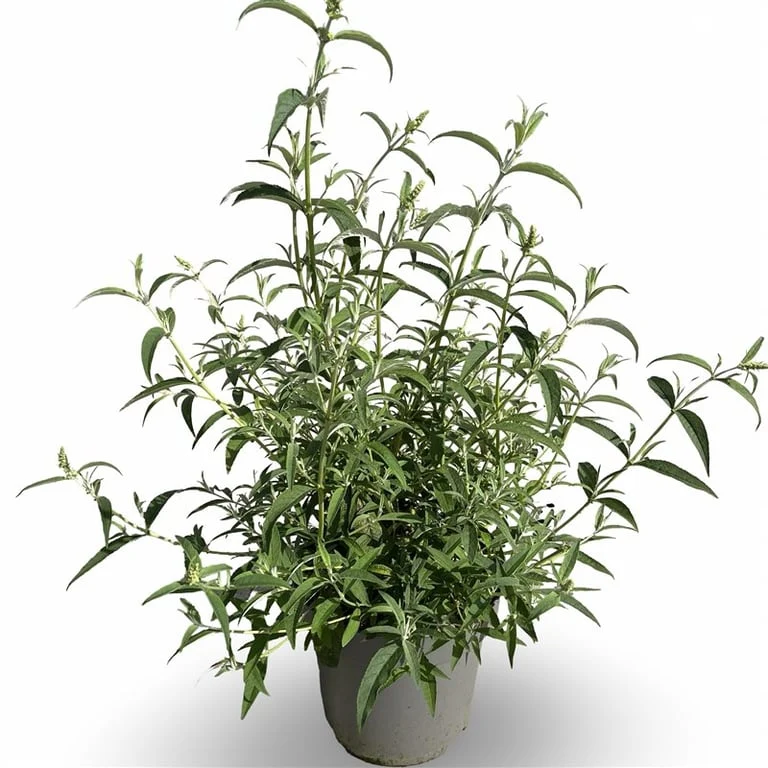 Buddleja d. 'White Profusion' C12 (12 liters kruka) 80-100 cm