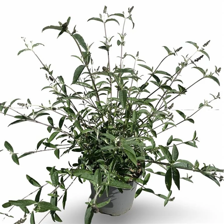 Buddleja d. 'Royal Red' C12 (12 liters kruka) 80-100 cm