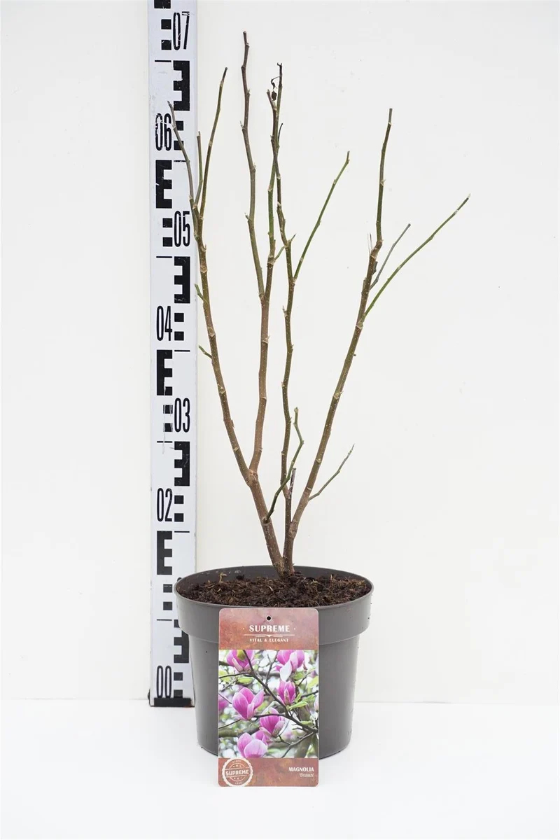 Magnolia 'Susan' C4 (4 liters kruka) 40-60 cm