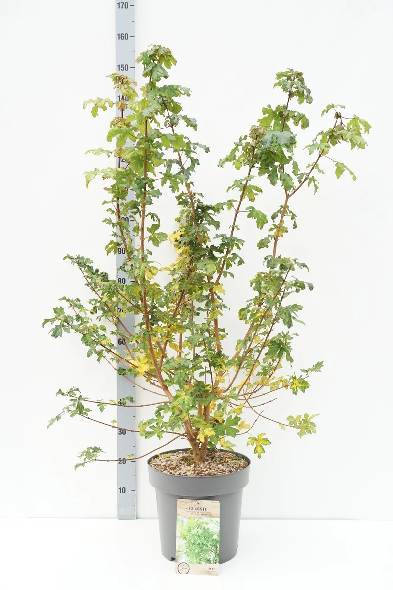 Acer campestre C12 (12 liters kruka) 80-100 cm