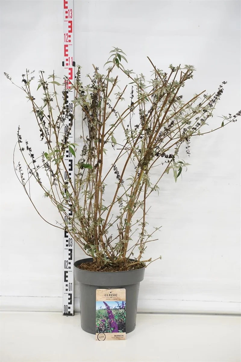 Buddleja d. 'Black Knight' C12 (12 liters kruka) 80-100 cm