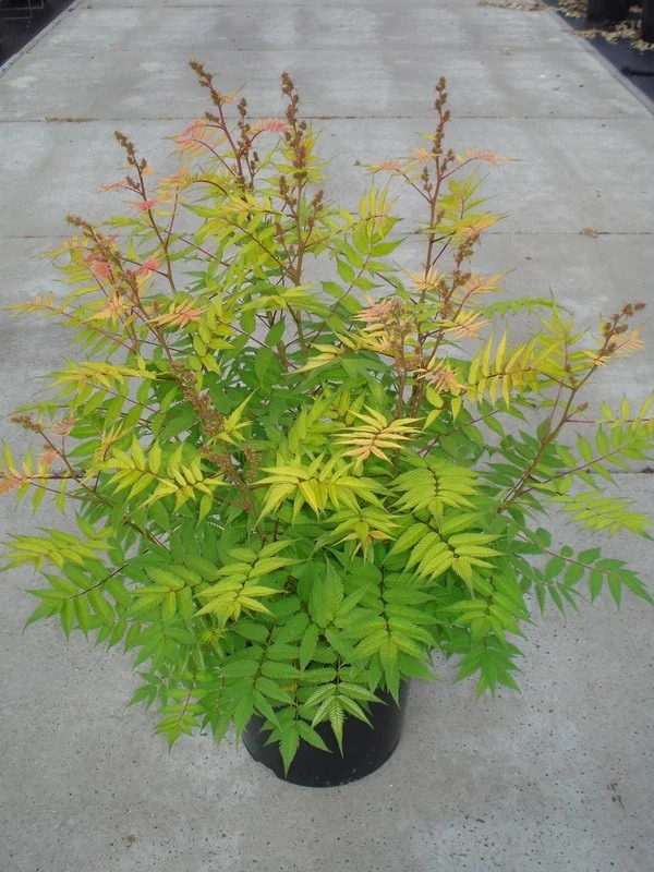 Sorbaria sorb. 'Sem' C12 (12 liters kruka) 60-80 cm